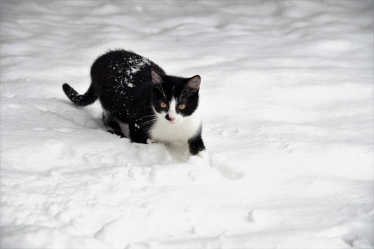 Top Winter Care Tips for Cats