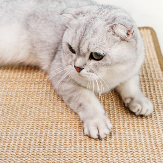 Cat Scratches Carpet